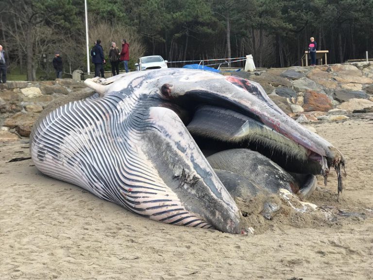 Una ballena muerta en la playa de Balarés